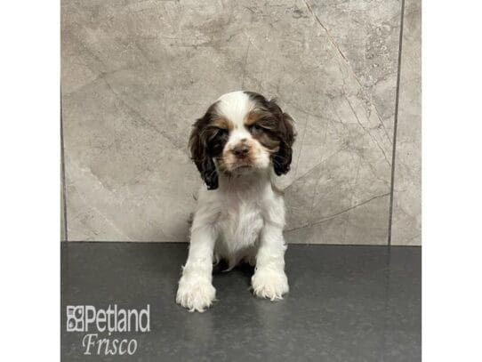 [#32915] Chocolate / White Male Cocker Spaniel Puppies for Sale