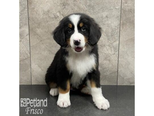 [#32906] Tri-Colored Male Bernese Mountain Dog Puppies for Sale