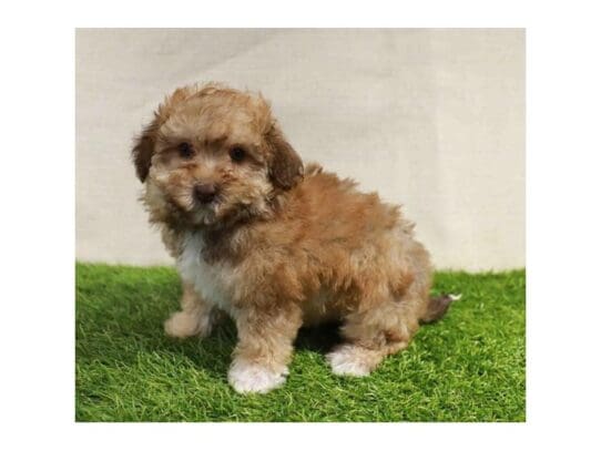 [#32935] Gold Female Maltipoo Puppies for Sale