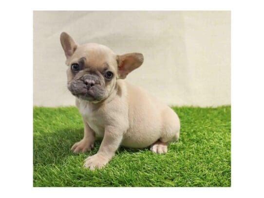 [#32943] Blue Fawn Female French Bulldog Puppies for Sale