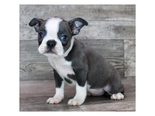 [#32961] Blue / White Female Boston Terrier Puppies for Sale