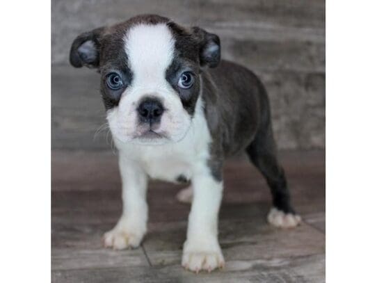 [#32963] Blue Brindle / White Male Boston Terrier Puppies for Sale