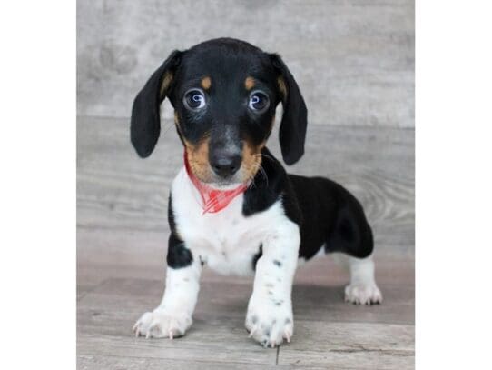 [#32974] Black / Tan Female Miniature Dachshund Puppies for Sale