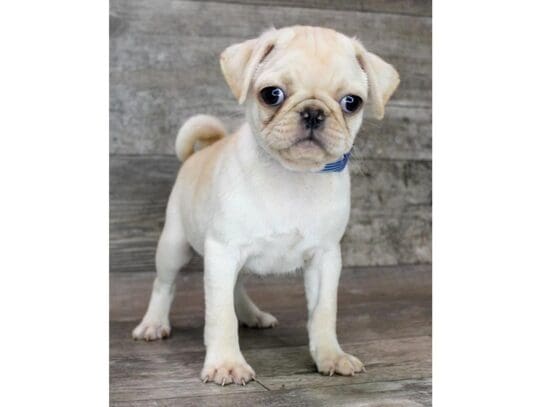 [#32960] Cream Male Pug Puppies for Sale