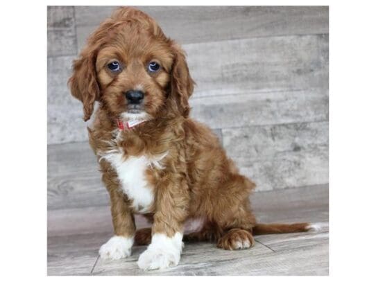 [#32966] Red Male Cavapoo Puppies for Sale