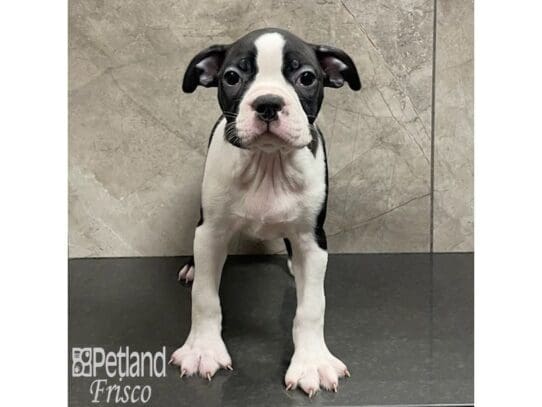 [#32926] Black / White Male Boston Terrier Puppies for Sale
