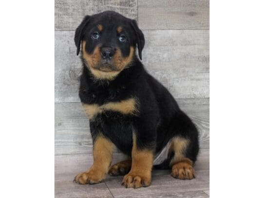 [#32840] Black / Rust Male Rottweiler Puppies for Sale