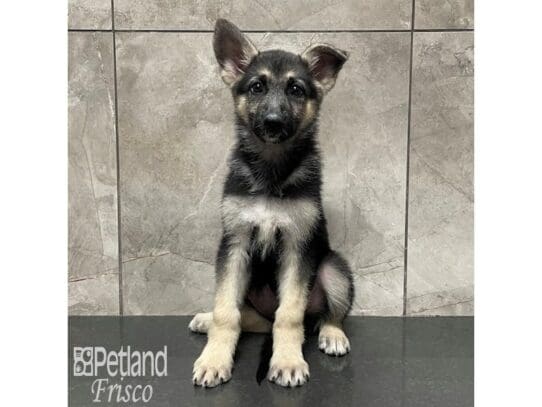 [#32805] Black and Tan Female German Shepherd Puppies for Sale