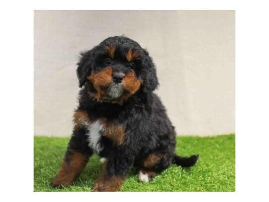 [#32938] Black White / Tan Female Bernedoodle Mini 2nd Gen Puppies for Sale