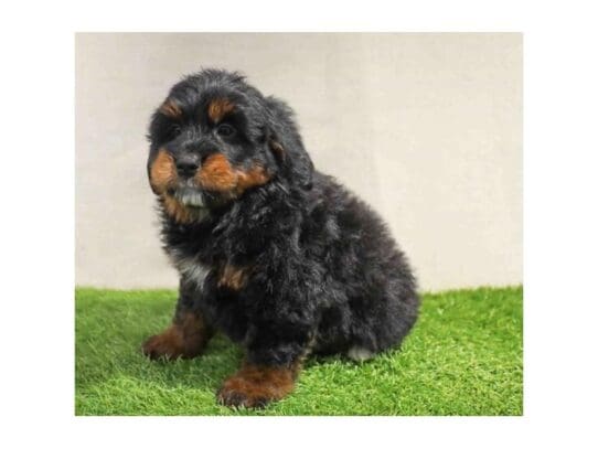[#32940] Black White / Tan Male Bernedoodle Mini 2nd Gen Puppies for Sale