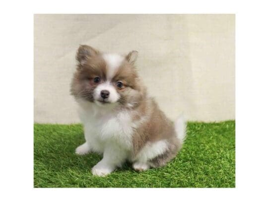 [#32951] Sable / White Male Pomeranian Puppies for Sale