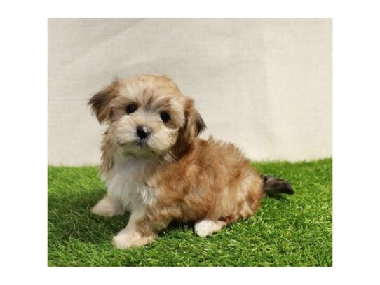 [#32953] Golden Female Morkie Puppies for Sale