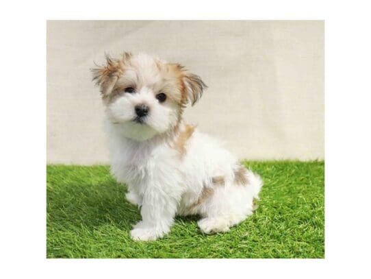 [#32954] Gold Male Morkie Puppies for Sale