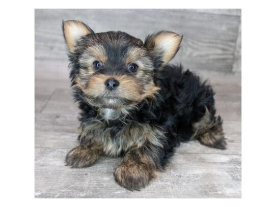 [#32962] Black / Tan Female Yorkshire Terrier Puppies for Sale