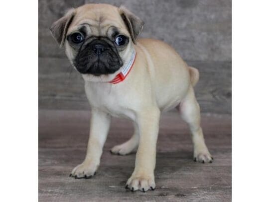 [#32964] Fawn Male Pug Puppies for Sale