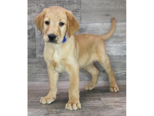 [#32959] Yellow Male Labrador Retriever Puppies for Sale