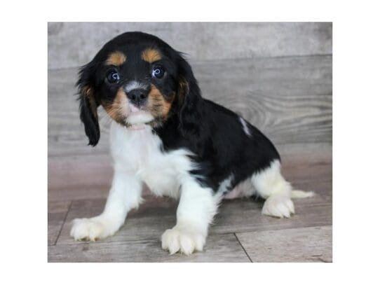 [#32970] Black / Tan Female Cavalier King Charles Spaniel Puppies for Sale