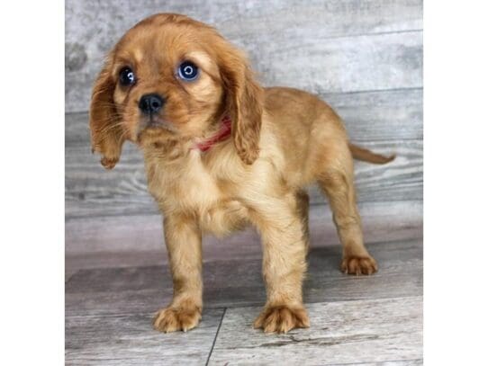[#32967] Ruby Female Cavalier King Charles Spaniel Puppies for Sale