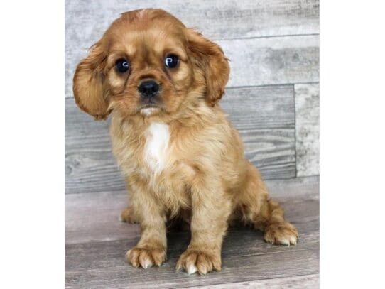 [#32971] Ruby Male Cavalier King Charles Spaniel Puppies for Sale
