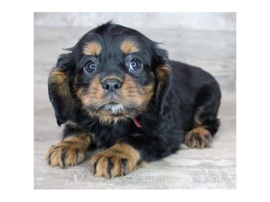 [#32973] Black / Tan Male Cavalier King Charles Spaniel Puppies for Sale