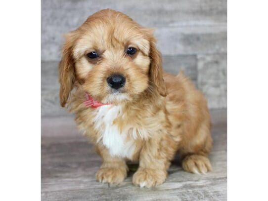 [#32978] Red Male Cavapoo Puppies for Sale