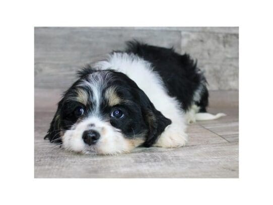[#32958] Black White / Tan Female Cavachon Puppies for Sale