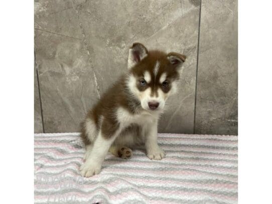 [#32949] Red / White Female Siberian Husky Puppies for Sale