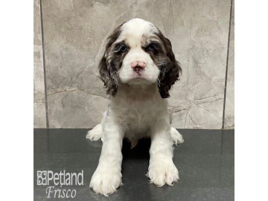 [#32983] Chocolate Merle Male Cocker Spaniel Puppies for Sale