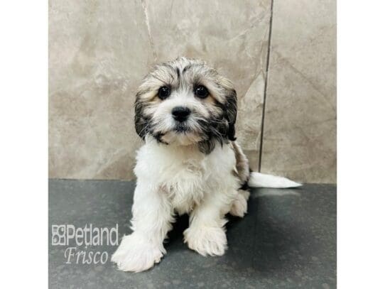 [#33297] Brown / White Male Teddy Bear Puppies for Sale
