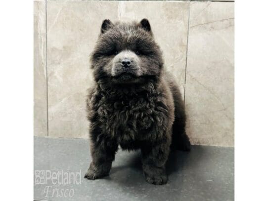 [#33323] Blue Female Chow Chow Puppies for Sale