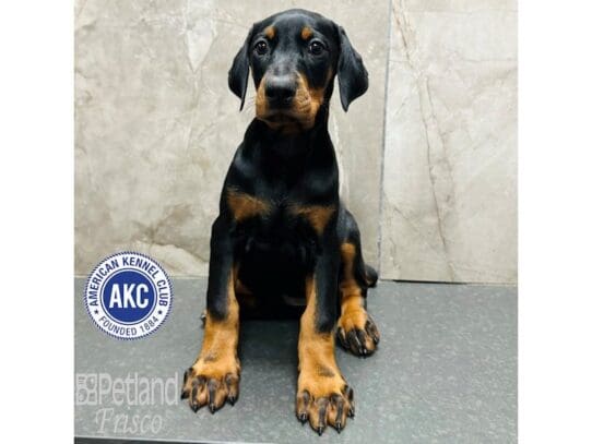 [#33316] Black and Rust Female Doberman Pinscher Puppies for Sale