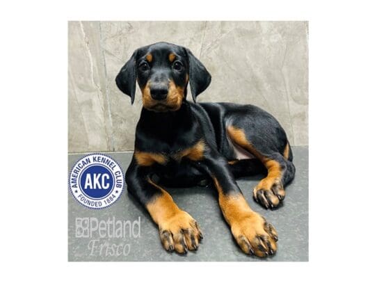 [#33315] Black and Rust Female Doberman Pinscher Puppies for Sale