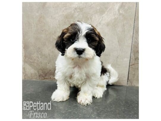 [#33352] Brindle & White Male Miniature Poodle/Lhasa Apso Puppies for Sale