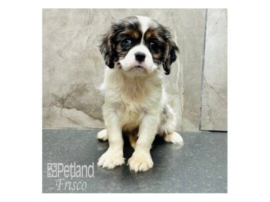 [#33351] Blue Merle Male Cavalier King Charles Spaniel Puppies for Sale
