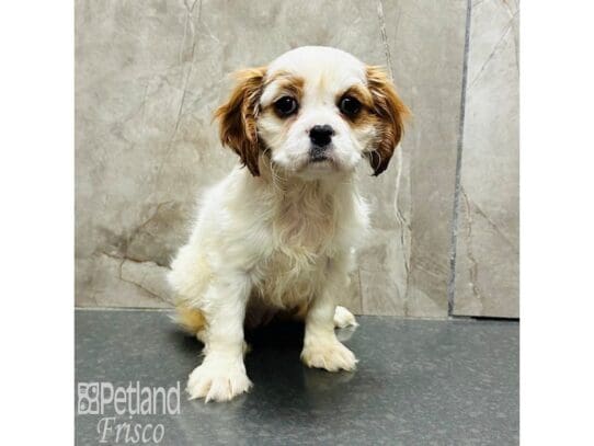 [#33350] Red and White Female Cavalier King Charles Spaniel Puppies for Sale