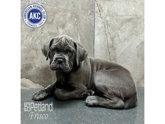 [#33346] Blue Male Cane Corso Puppies for Sale