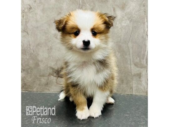 [#33383] Sable / White Male Aussiepom Puppies for Sale