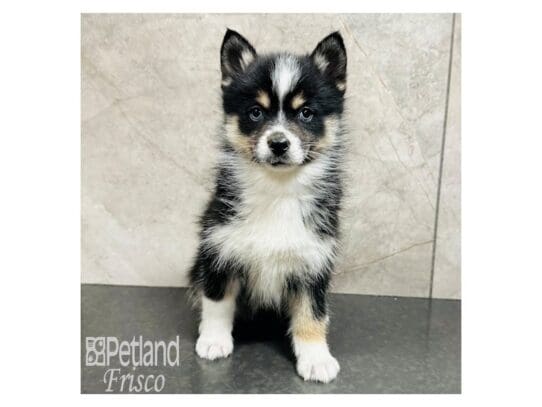 [#33380] Black / Tan Female Pomsky Puppies for Sale