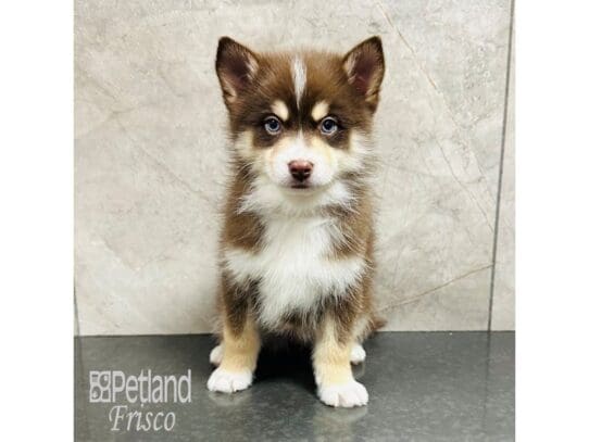 [#33379] Chocolate / Tan Male Pomsky Puppies for Sale