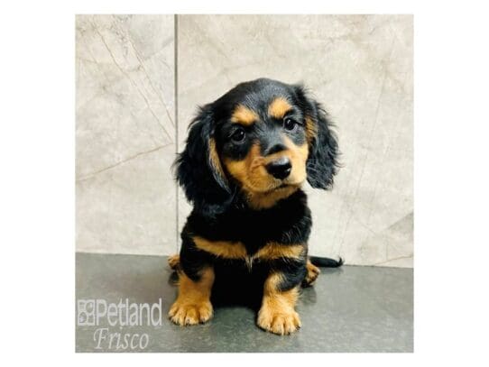 [#33375] Black / Tan Male Miniature Dachshund Puppies for Sale