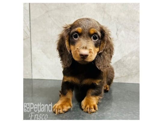 [#33373] Chocolate / Tan Male Miniature Dachshund Puppies for Sale