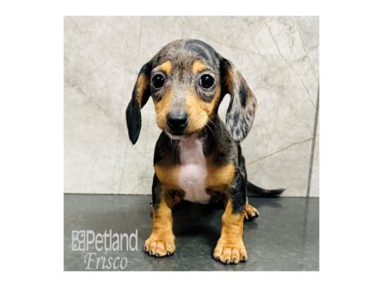 [#33372] Black / Tan Female Miniature Dachshund Puppies for Sale