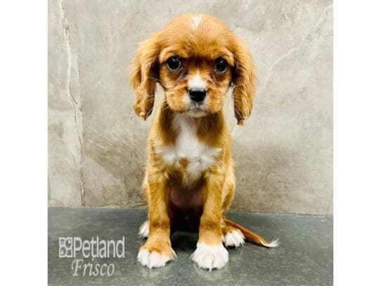 [#33367] Ruby Female Cavalier King Charles Spaniel Puppies for Sale