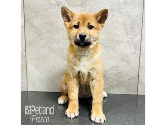 [#33365] Red Female Shiba Inu Puppies for Sale