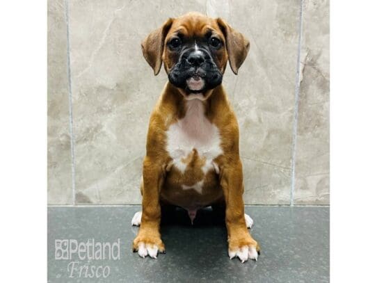 [#33361] Fawn Male Boxer Puppies for Sale