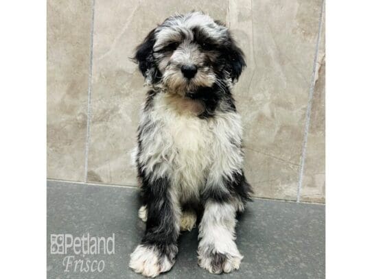 [#33358] Blue Merle Male Sheepadoodle Mini 2nd Gen Puppies for Sale