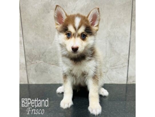 [#33424] Chocolate Merle Female Pomsky Puppies for Sale