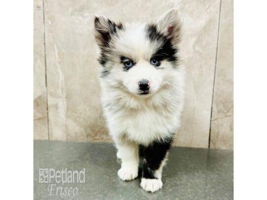 [#33423] Blue Merle Male Pomsky Puppies for Sale