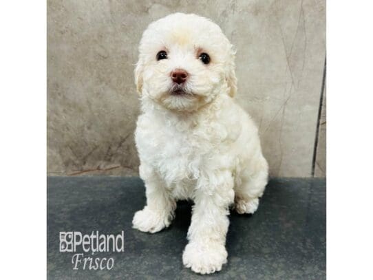 [#33419] Cream Female Miniature Poodle Puppies for Sale
