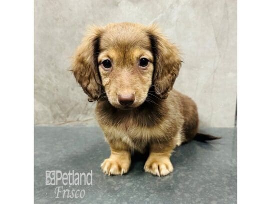 [#33418] Chocolate / Tan Female Miniature Dachshund Puppies for Sale